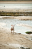 Bull terrier running at low tide on beach in Cornwall UK