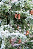 Fir cones on tree in Hawkwell Christmas tree farm Essex England UK Douglas Fir Psuedotsuga menziesii A stunningly tree with lots of fragrance but not so tightly shaped