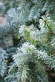 Evergreen detail in Hawkwell Christmas tree farm Essex England UK