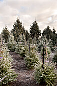 Pine trees on Hawkwell Christmas tree farm Essex England UK