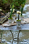 Narzissen (Narcissus) in Blumentöpfen mit moosbewachsenen Zweigen auf einem Tisch in einem Londoner Garten England UK