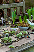 Crocus bulbs with tealights on garden table London England UK
