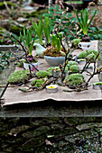 Crocus bulbs and moss with sprigs of Magnolia on hessian tabletop London garden England UK