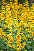 Yellow flowering Lysimachia in East Grinstead garden Sussex England UK
