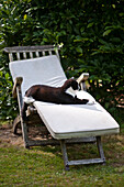 Katze auf dem Sitzkissen eines hölzernen Liegestuhls im Garten von East Grinstead, Sussex, England, UK
