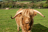 Highland cow in Penzance countryside Cornwall England UK