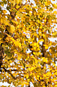 Sunlit yellow Autumn leaves in trees UK