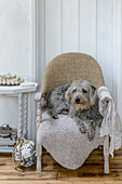 Pet dog on small chair in Marazion beach house Cornwall UK