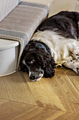Spring spaniel lies on parquet floor in hallway of grade II-listed Victorian family home Godalming Surrey UK