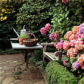 Bench with table and multi colour hydrangea in the garden
