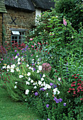 Garden setting with flourishing flowers