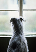 Hund schaut durch ein Fenster, Rückansicht