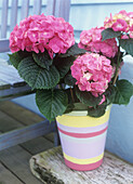 Pink hydrangea in flower pot