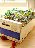 Box of fresh strawberry plants