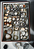 Assorted seashells in Lyme Regis home Dorset UK