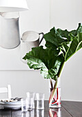 Rhubarb leaves with glasses and plates on dining table in Lyme Regis home Dorset UK