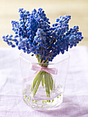 Blue Hyacinth tied with ribbon in glass