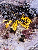Gemaltes gelbes Seegras an der Küste