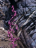 Rosa gestrichener Seetang an einer felsigen Küstenlinie