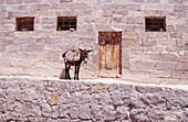 An einem Pfosten angebundener Esel vor einem Steinhaus in Uchisar in Kappadokien