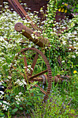 Rusty brake wheel from windmill in Kent UK