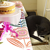 Cat sleeps on seat cushion at dining table with sponge cake in Nottinghamshire home England UK