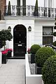 Black front door and box hedging on exterior of white painted London townhouse, UK