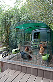 Three hens in coop in garden of contemporary London home, England, UK