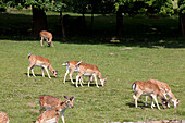 Deer grazing in a field, Sussex, England, UK