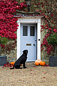 Black labrador sits with pumpkins on gravel drive at doorway of London home in Autumn,  England,  UK
