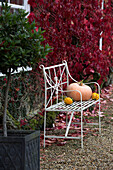 Pumpkin on metal bench in Autumn garden,   London,  England,  UK