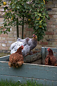 Vier Hühner hocken auf einem Hochbeet in einem ummauerten Garten, London, England, UK