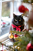 Schwarze Katze mit roter Schleife sitzt am Fenster mit Weihnachtsbaum in georgianischem Landhaus, Liverpool, UK