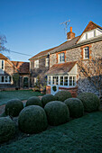 Topiary in garden of 1820s West Sussex farmhouse UK