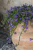 Lila blühende Pflanze im Terrakotta-Topf in einem provenzalischen Bauernhaus in Frankreich