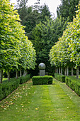 Avenue of pleached limes in garden West Sussex England UK