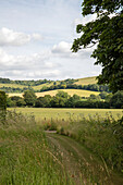 Wilde Gräser und Feldweg mit Blick auf die Landschaft von Hampshire England UK