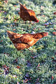 Two chickens walking in frost and leaves Surrey UK