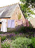 Wäscheleine in einem Lavendelgarten auf der Isle of Wight, UK