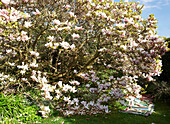 Magnolia blossom with crochet blankets in Isle of Wight garden UK