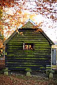 Rustic wood cabin in Autumn woodland with fallen leaves UK
