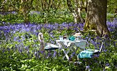 Table and chairs set for picnic in bluebell woods