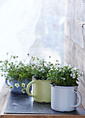 Blue yellow and white enal mugs filled with white spring flowers