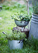 Herbs planted in a saucepan and colander