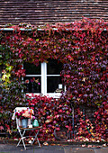 Exterior of house and window with autumnal Virginia creeper a chair and tray with autumnal Dahlia flowers and vintage enamelware