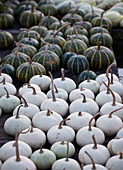 Green and white pumpkins squashes on a table top