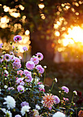 Sonnenlicht in einem Gartenbeet voller Dahlien