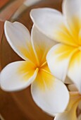 Detail of Frangipani flower in a dish