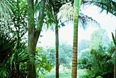 Palms in green tropical garden