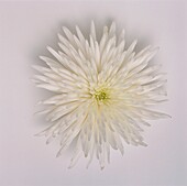 Single white cactus-like dahlia